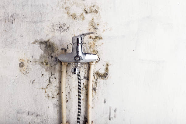 Best Commercial Mold Removal  in Centerville, UT