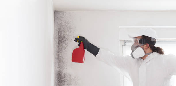 Best Attic Mold Removal  in Centerville, UT