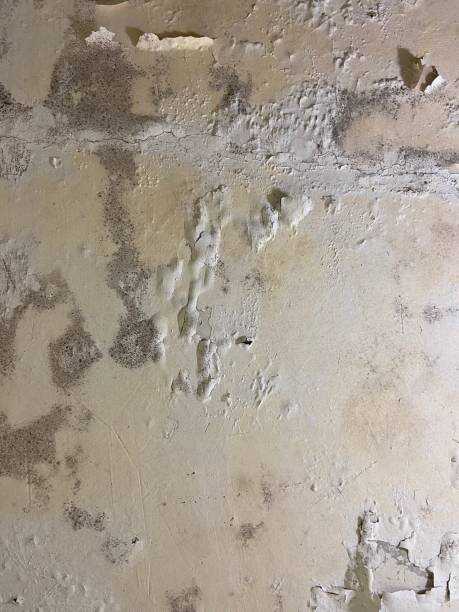 Best Mold Testing  in Centerville, UT